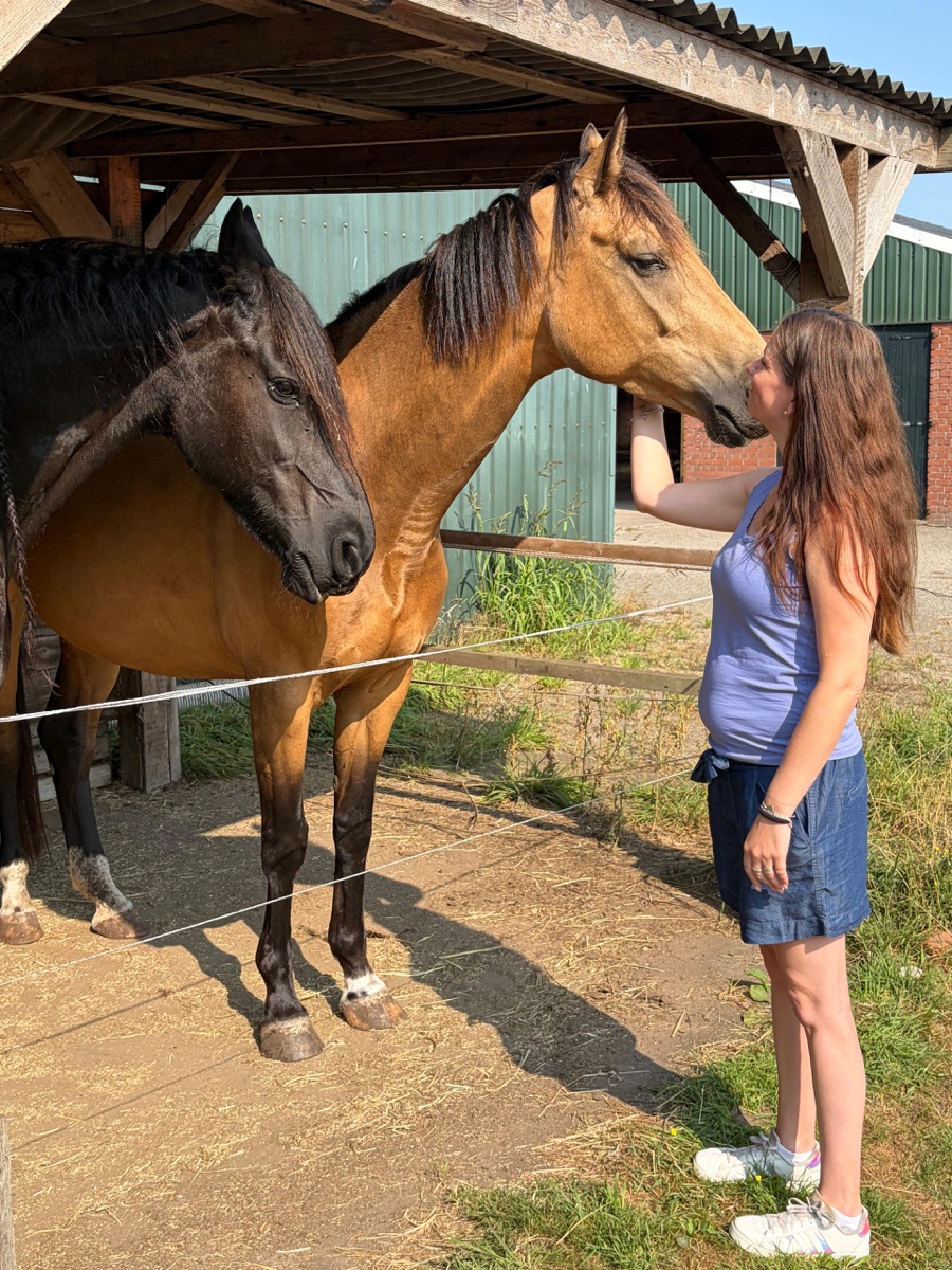 Contact met de paarden