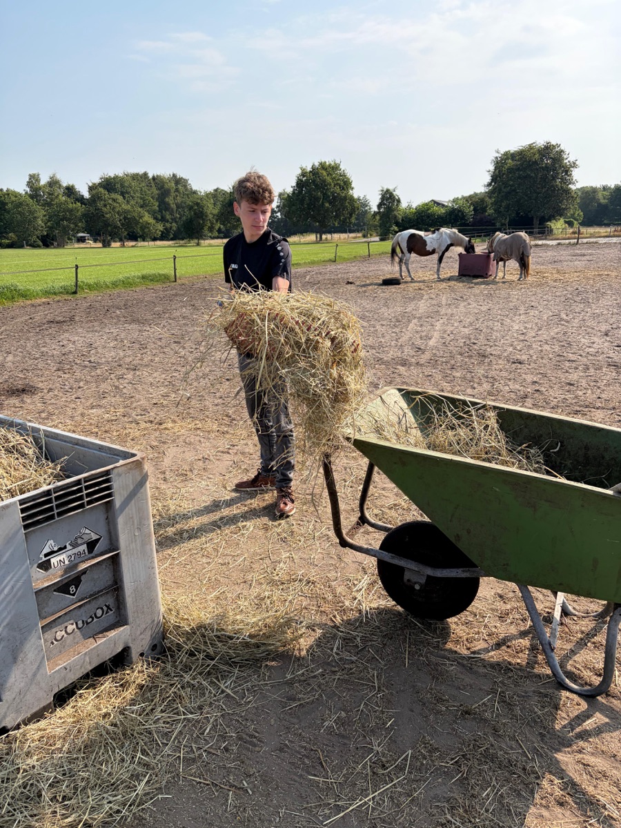 Hooi brengen naar de paarden