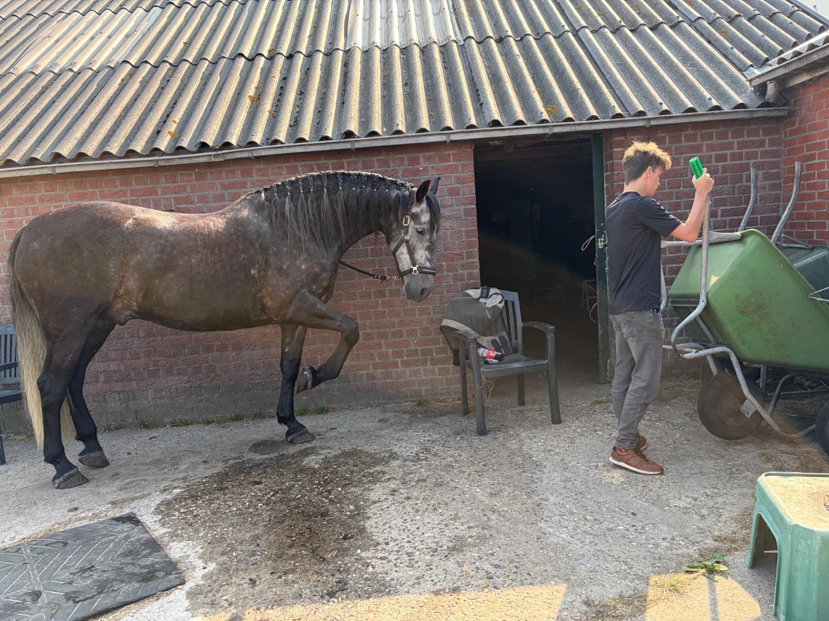 Een paard bij de stal van Esja's stal