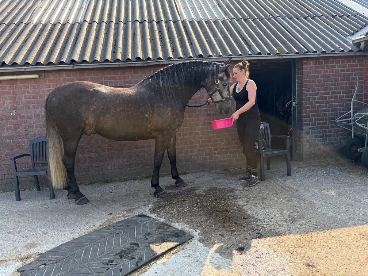 Verzorging van een paard