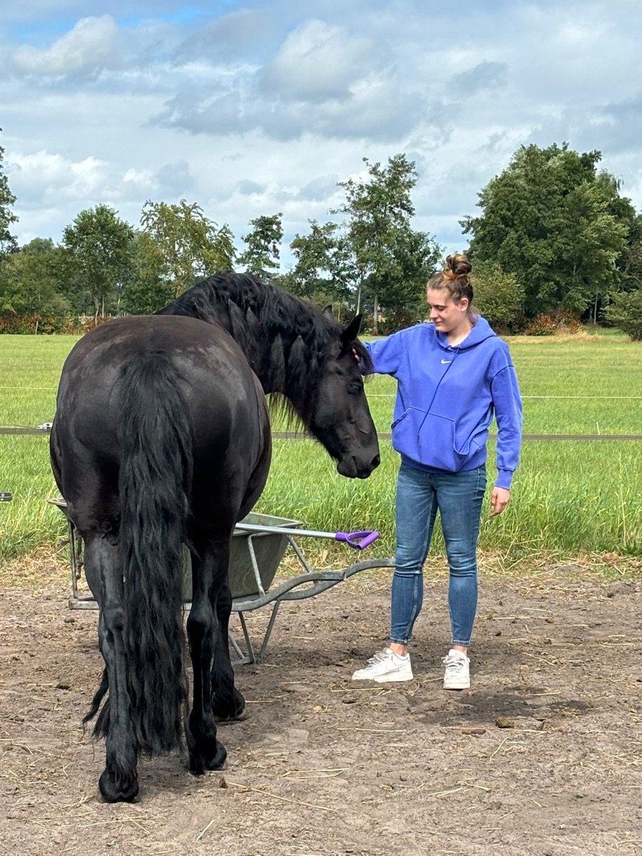Een paard in de wei
